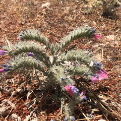 Echium albicans