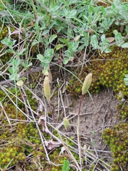 Phleum arenarium