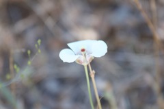 Calochortus argillosus