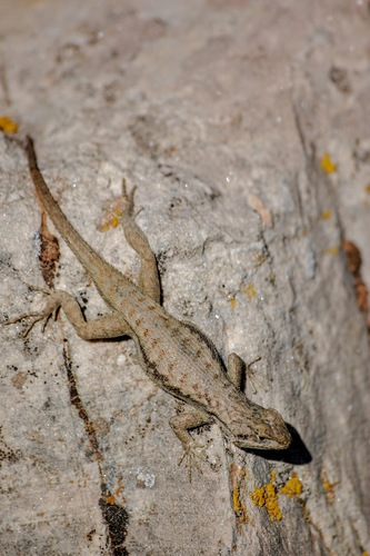 Plateau Fence Lizard