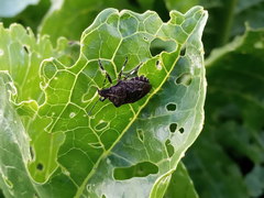 Rhacognathus punctatus