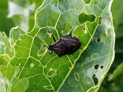 Rhacognathus punctatus