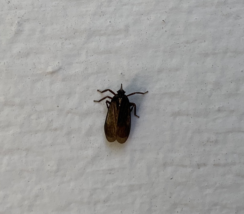 Scolops fumidus