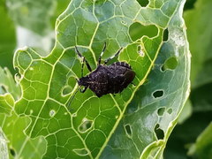 Rhacognathus punctatus