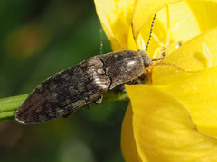 Actenicerus siaelandicus