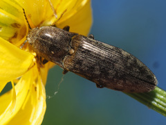 Actenicerus siaelandicus