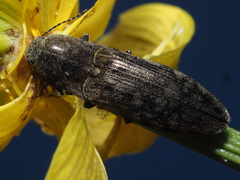 Actenicerus siaelandicus