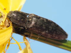 Actenicerus siaelandicus