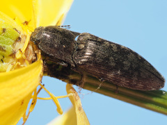 Actenicerus siaelandicus