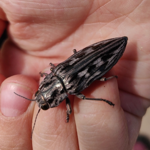 Western Sculptured Pine Borer photo 6