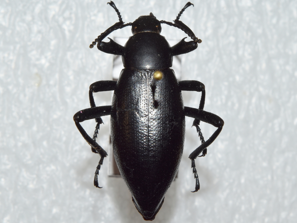 Eleodes calcarata