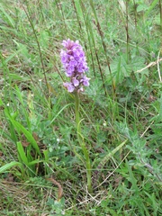 Dactylorhiza fuchsii