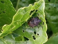 Rhacognathus punctatus