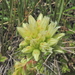 Sempervivum globiferum allionii - Photo (c) jltasset, osa oikeuksista pidätetään (CC BY-NC), lähettänyt jltasset