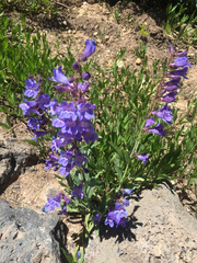 Penstemon leiophyllus