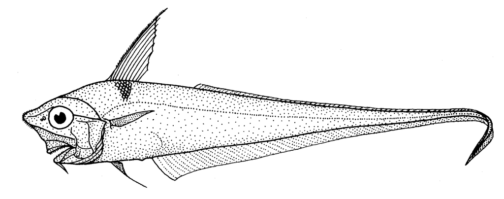 Namatahi Whiptail