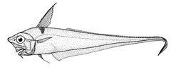Namatahi Whiptail photo 1