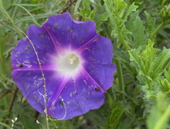 Ipomoea stans