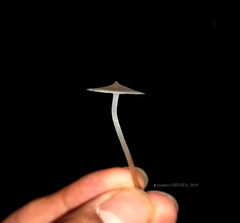 Filoboletus gracilis