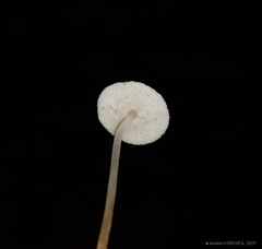 Filoboletus gracilis