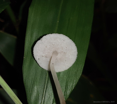 Filoboletus gracilis