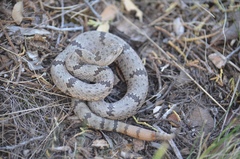 Crotalus lepidus klauberi