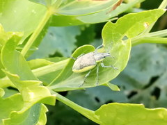Chlorophanus viridis