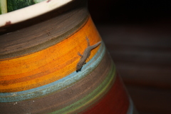 Sphaerodactylus clenchi