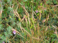 Festuca fasciculata