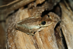 Osteopilus dominicensis