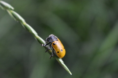 Lachnaia sexpunctata