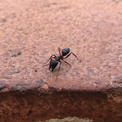 Camponotus barbaricus