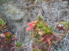 Diplacus parviflorus