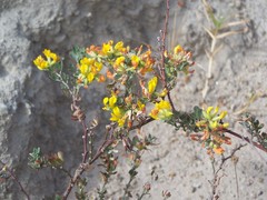 Acmispon dendroideus