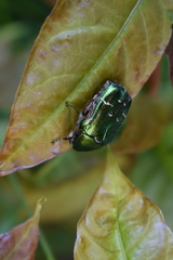 Cetonia aurata