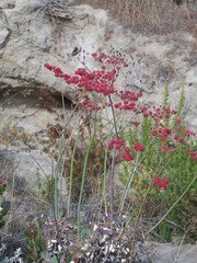 Eriogonum grande rubescens