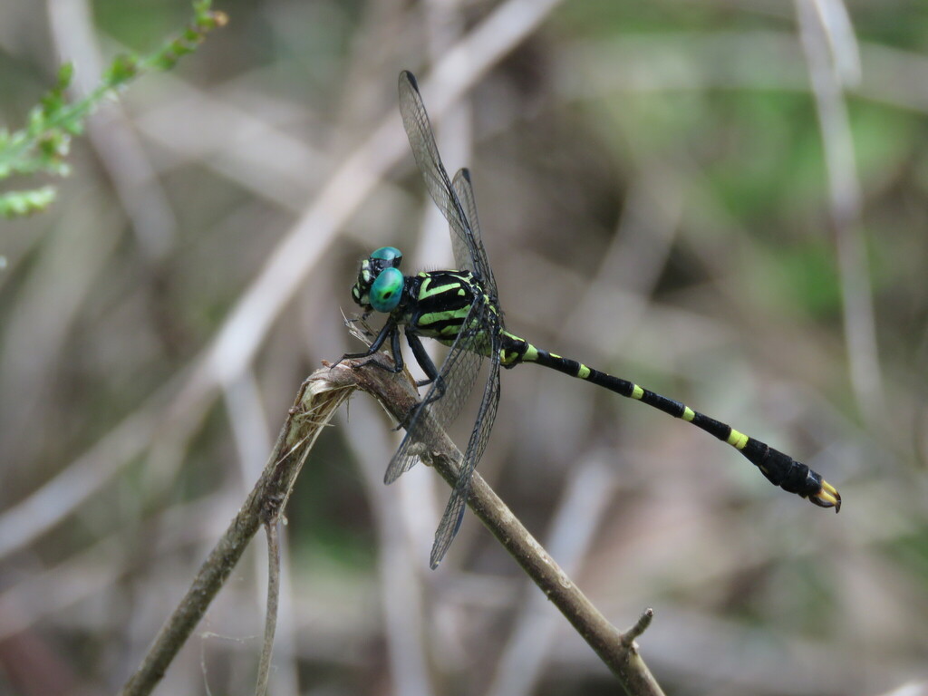 Onychogomphus rappardi