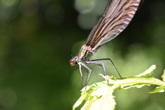 Calopteryx virgo