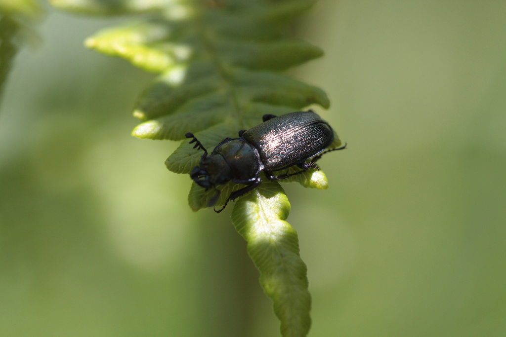 Platycerus spinifer