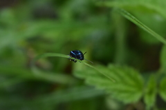 Chrysolina coerulans