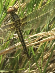 Libellula composita