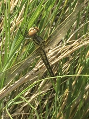 Libellula composita