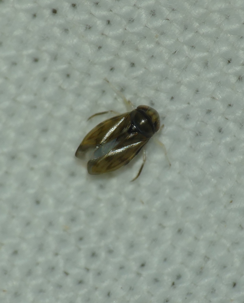 Micronecta Raccolte Micronecta from Corbara, France on July 16, 2024 at 10:17 PM by Julien ...