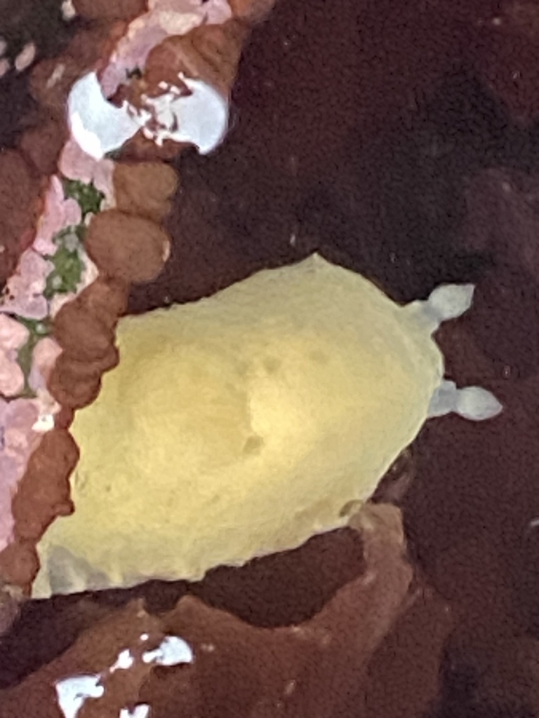 Chan's Dorid