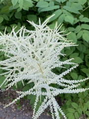 Aruncus