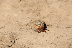 Polyphylla decemlineata