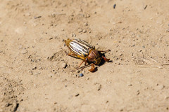 Polyphylla decemlineata