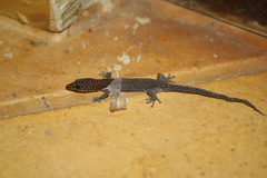 Sphaerodactylus clenchi