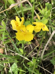 Oenothera pilosella