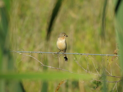 Sporophila palustris